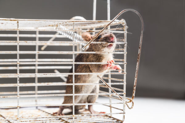 Catcha Rat Spring Trap - Image 2