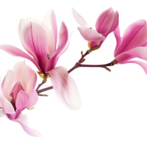 Magnolia Fragrant Oil 20 ml