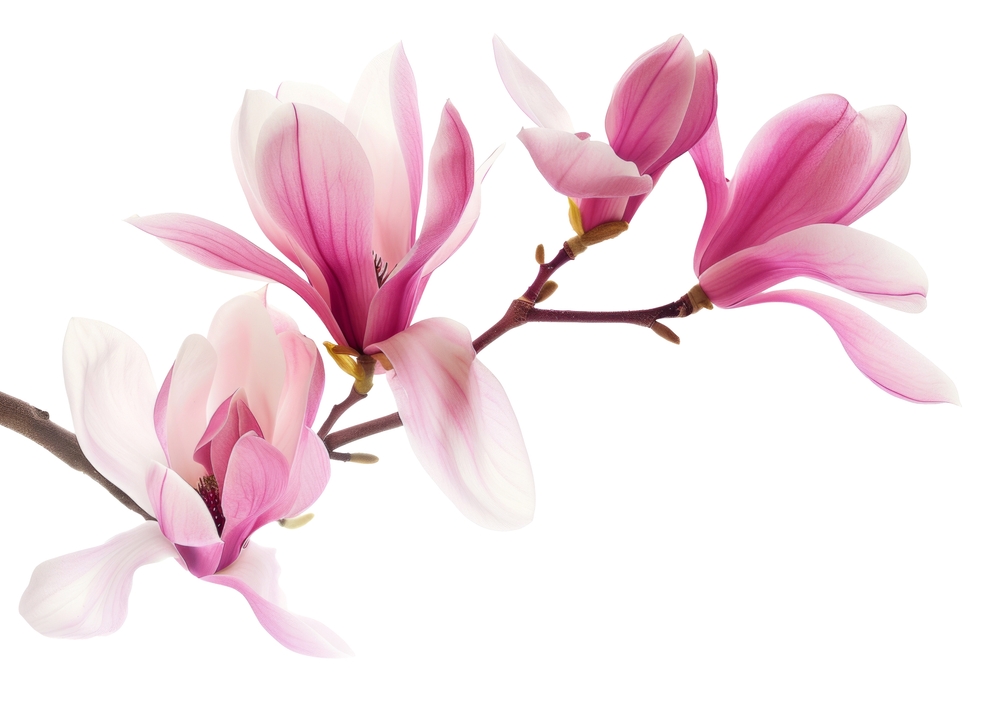 Magnolia Fragrant Oil 20 ml