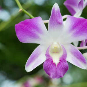 Singapore Orchid Fragrant Oil 20 ml